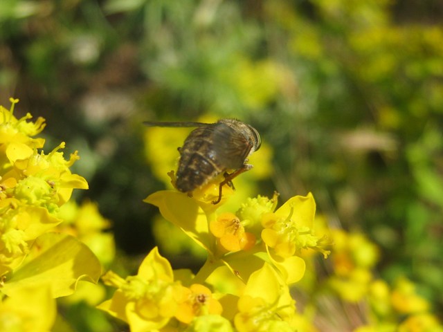 Tabanidae.